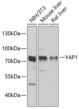 YAP1 Antibody