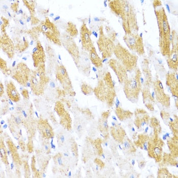 CTGF Antibody