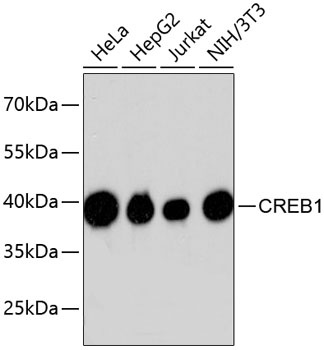 CREB1 Antibody