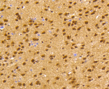 CREB1 Antibody