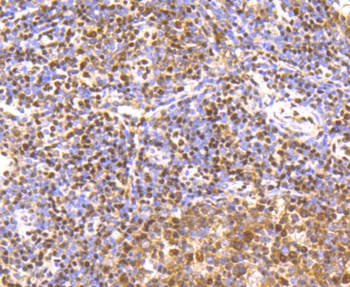 CREB1 Antibody