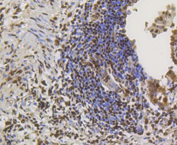 CREB1 Antibody