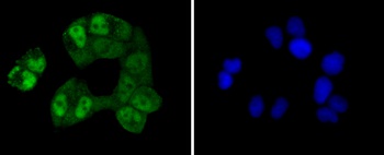 CREB1 Antibody