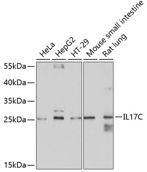 IL17C Antibody