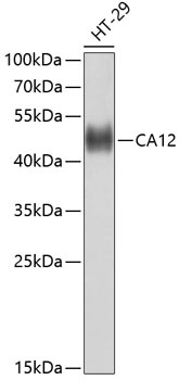 CA12 Antibody