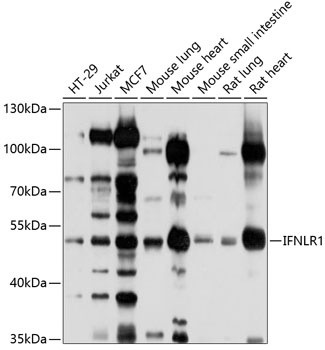 IFNLR1 Antibody
