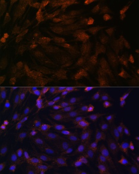 PTCH1 Antibody