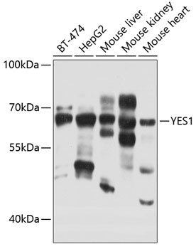 YES1 Antibody