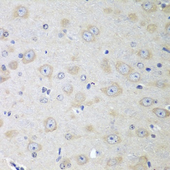 YES1 Antibody