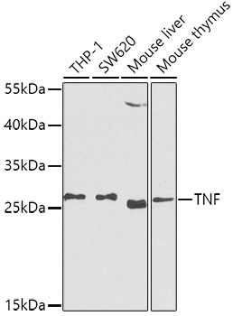 TNF Antibody