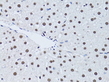 PCNA Antibody