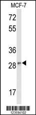 DAGLB Antibody