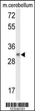 DAGLB Antibody