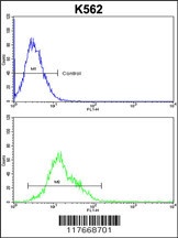 AMPD2 Antibody