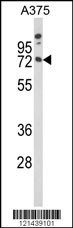 MAG Antibody