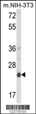 DERL1 Antibody