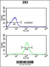 CAT Antibody