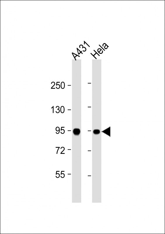 HSP90AB1 Antibody