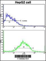 WBP2 Antibody