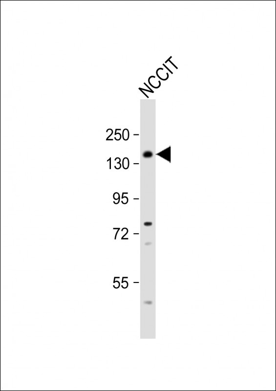 PUM1 Antibody