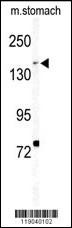 BCOR Antibody