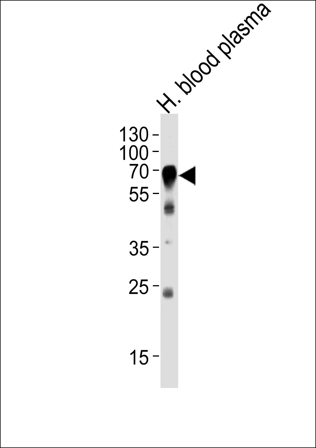 HPX Antibody