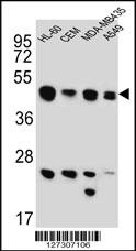 BIN2 Antibody