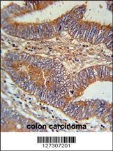 BIN2 Antibody
