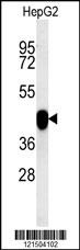 PON2 Antibody