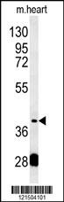 PON2 Antibody