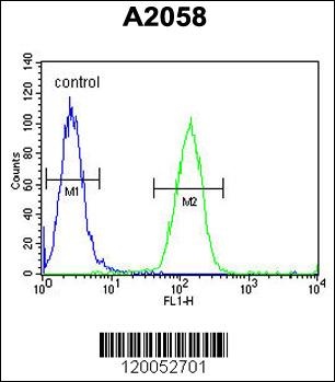 FOXC2 Antibody