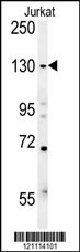 EHMT2 Antibody