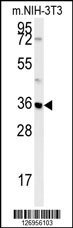 MTCH2 Antibody