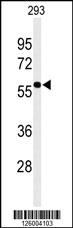 EXOC3L2 Antibody