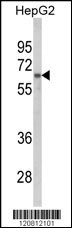 HNRNPL Antibody