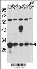 ERP29 Antibody