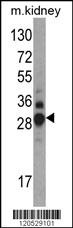 DDAH1 Antibody