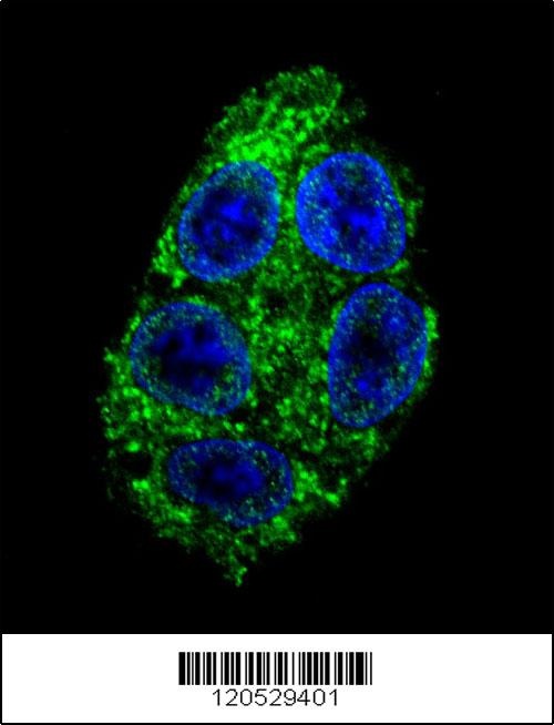 DDAH1 Antibody