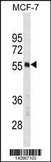 PTBP1 Antibody