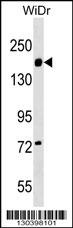 ITGA2 Antibody