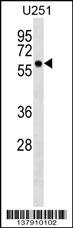 BTN3A3 Antibody
