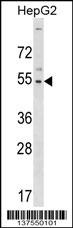 GLTSCR2 Antibody