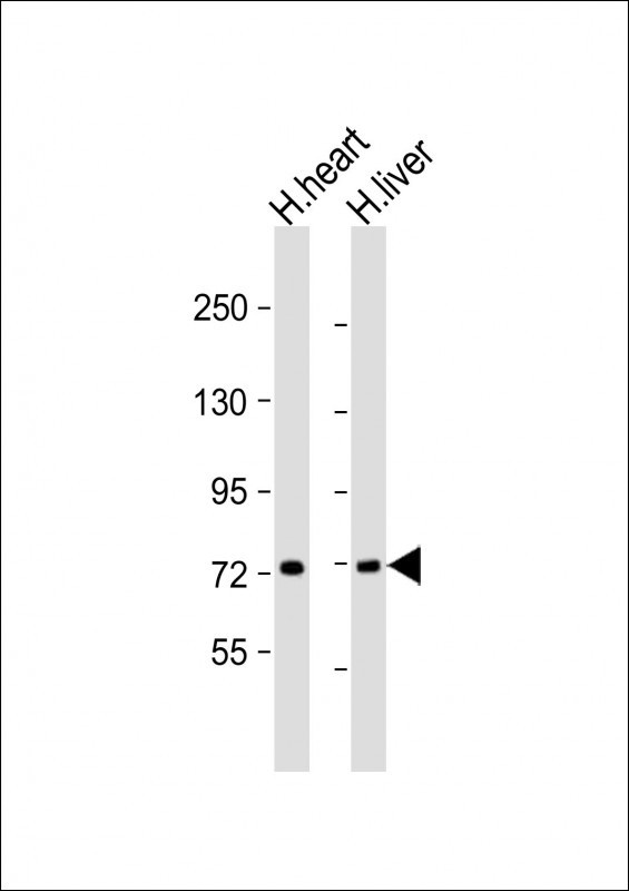 COL8A1 Antibody