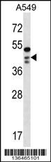 OBFC1 Antibody