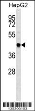 TRAF4 Antibody