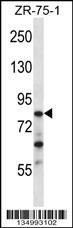 CNOT3 Antibody