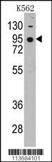 CDH7 Antibody