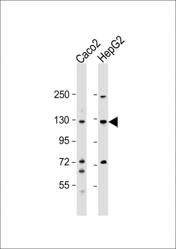 UBE4A Antibody