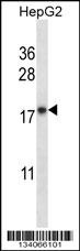 CYB5A Antibody