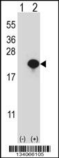 CYB5A Antibody